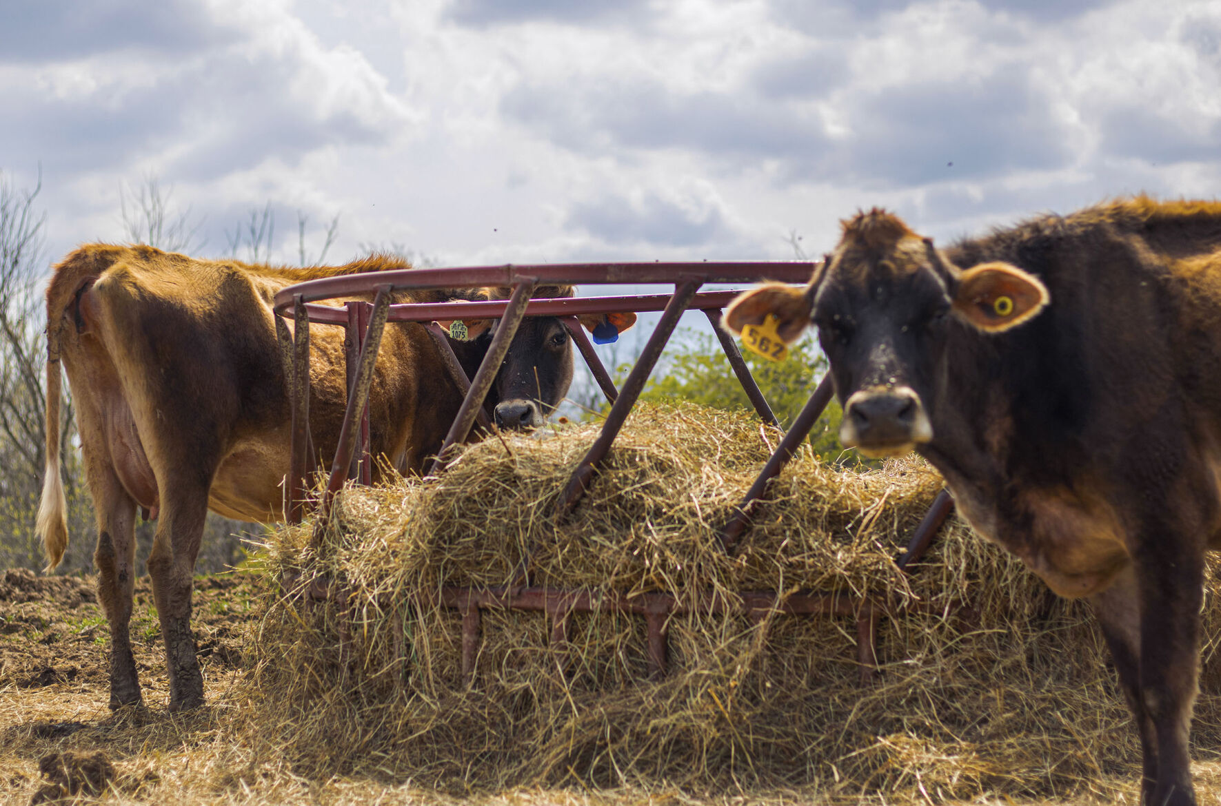 Arnett Family Farms